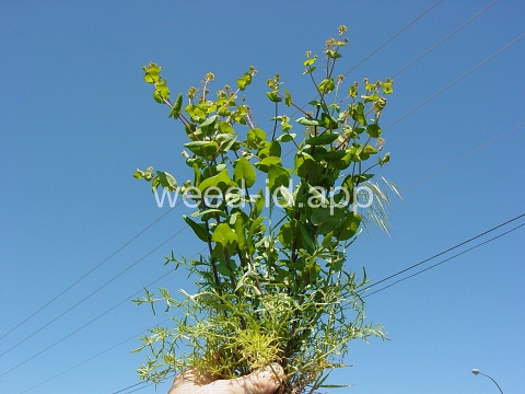 pepperweed, clasping